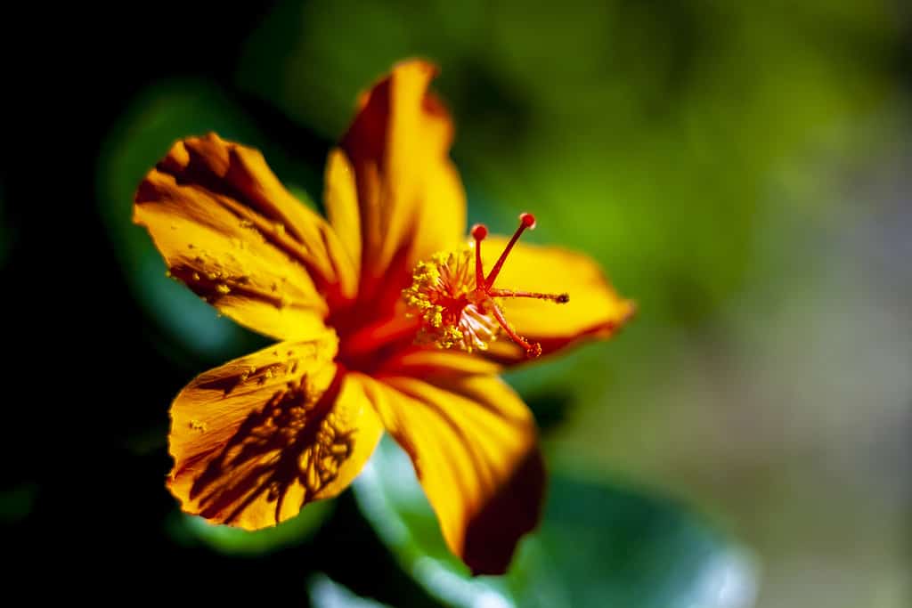 Hawaiian hibiscus, Hibiscus kokio flower