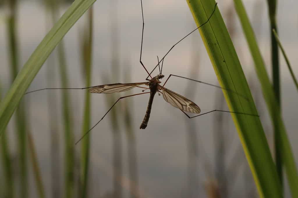 Closeup of a cranefly on leaves.