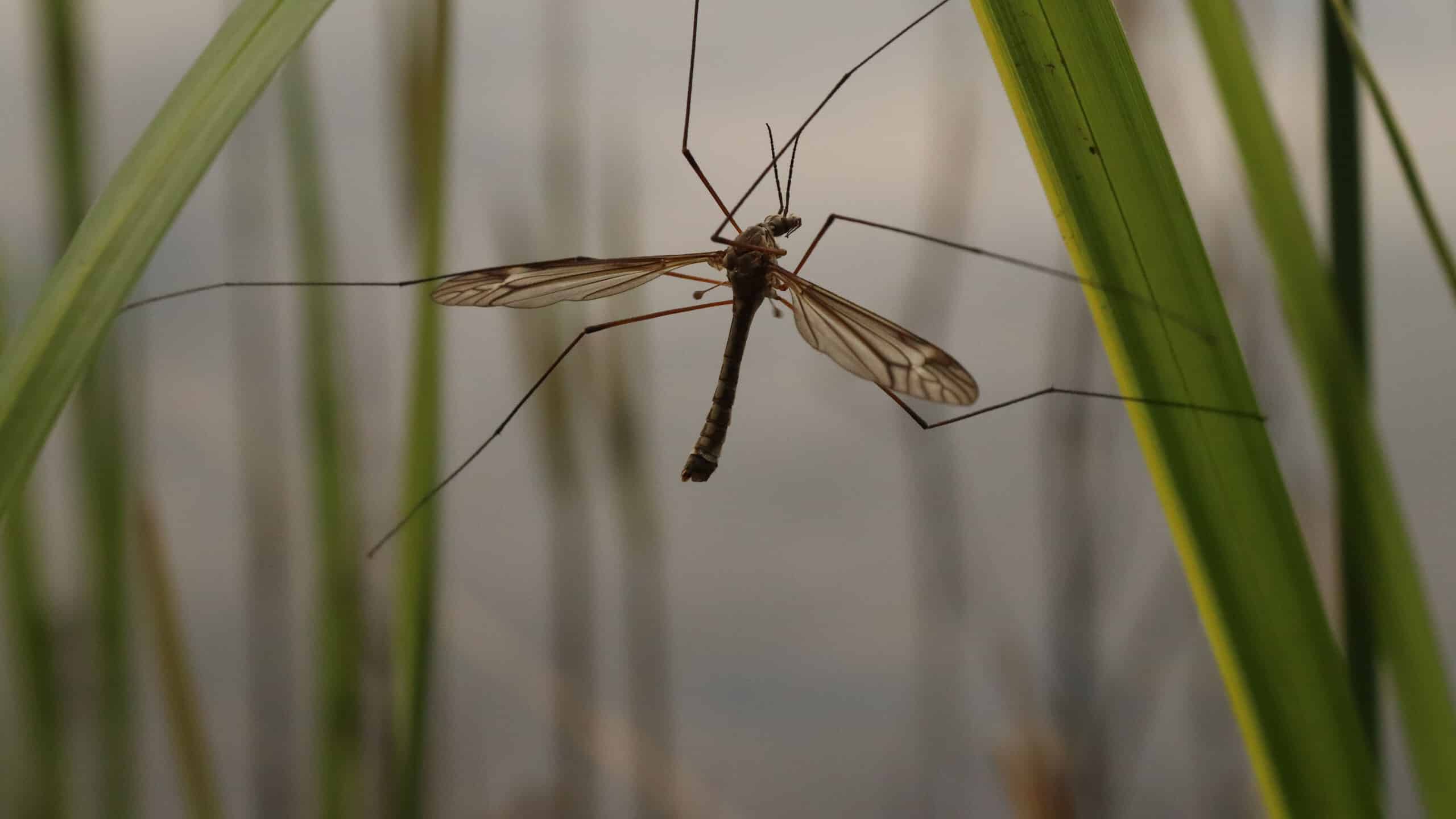 Closeup of a cranefly on leaves.