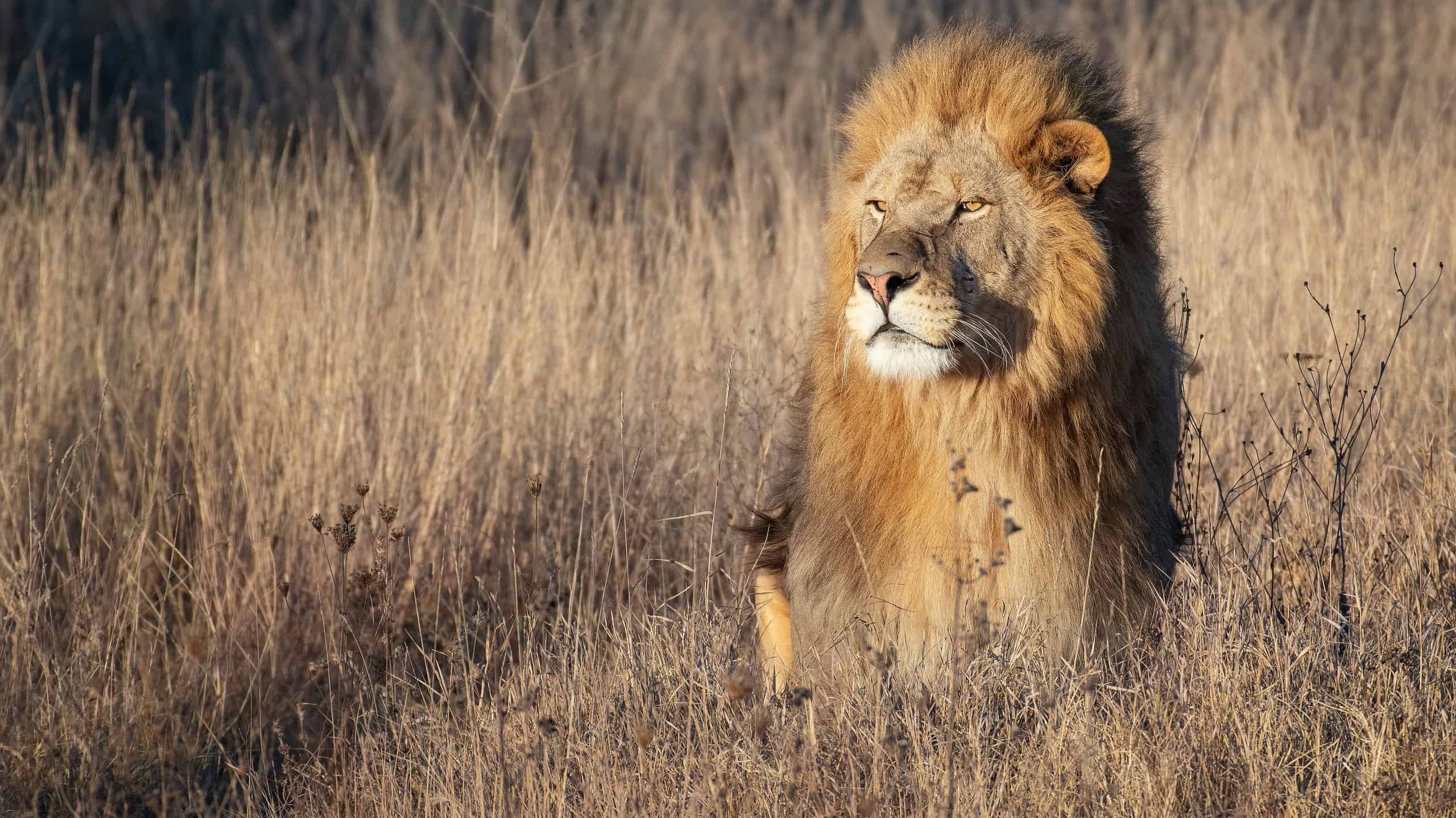 Lion king in grass portrait Wildlife animal