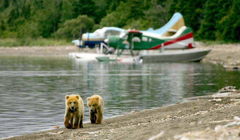 Grizzly cubs