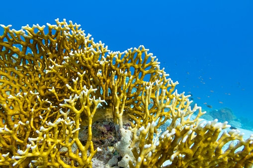 Colorful coral reef at the bottom of tropical sea, yellow fire coral, underwater landscape
