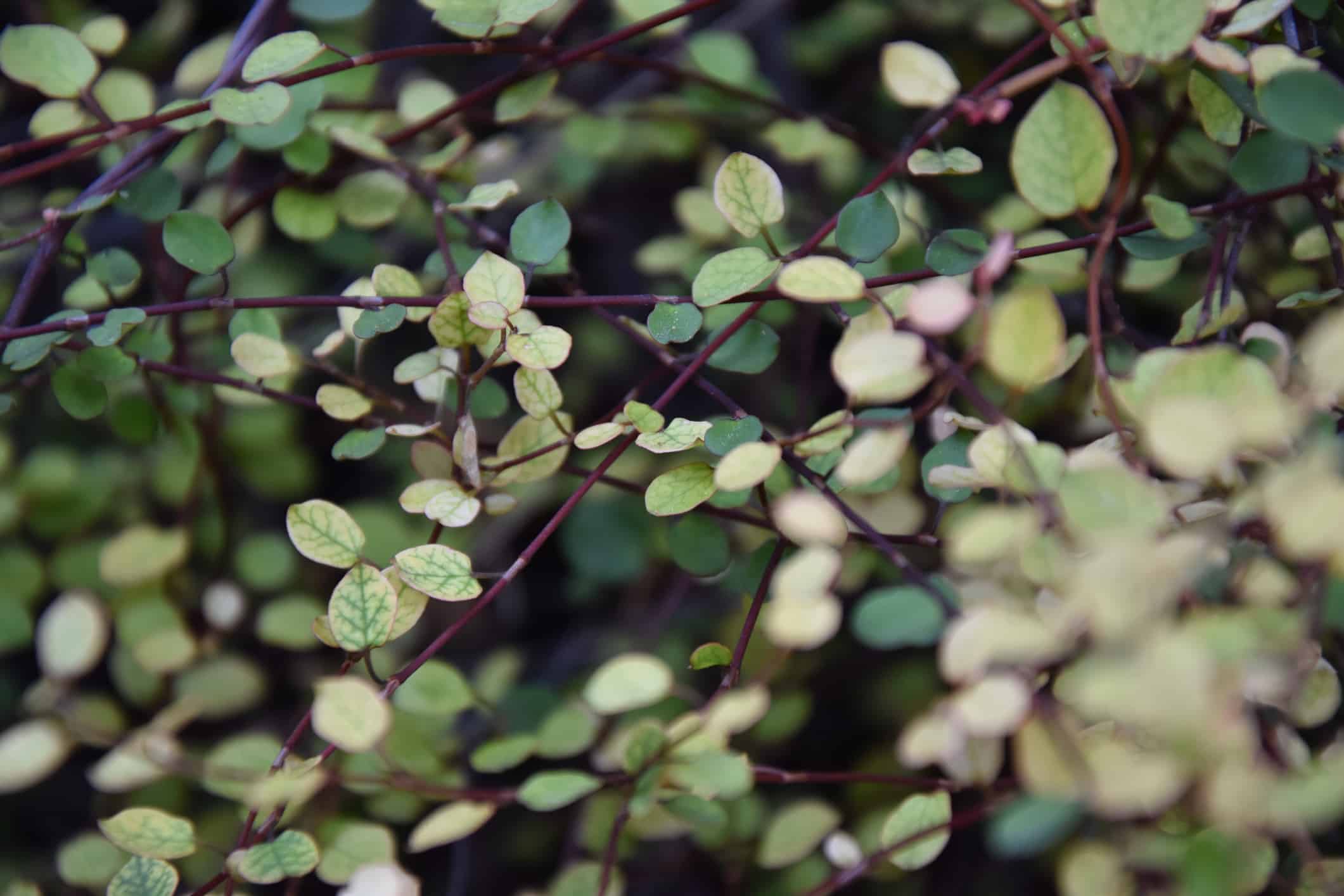 Beautiful Muehlenbeckia complexa, pohuehue, close-up photo plant background plant .