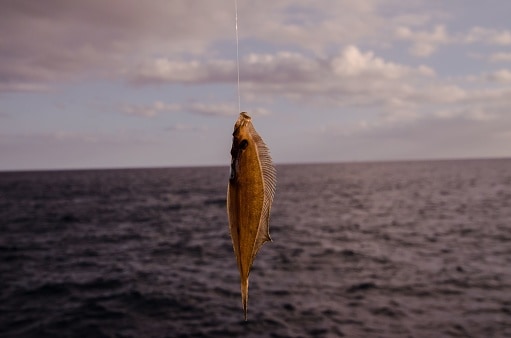 Closeup shot of a common dab fish with the ocean in the background
