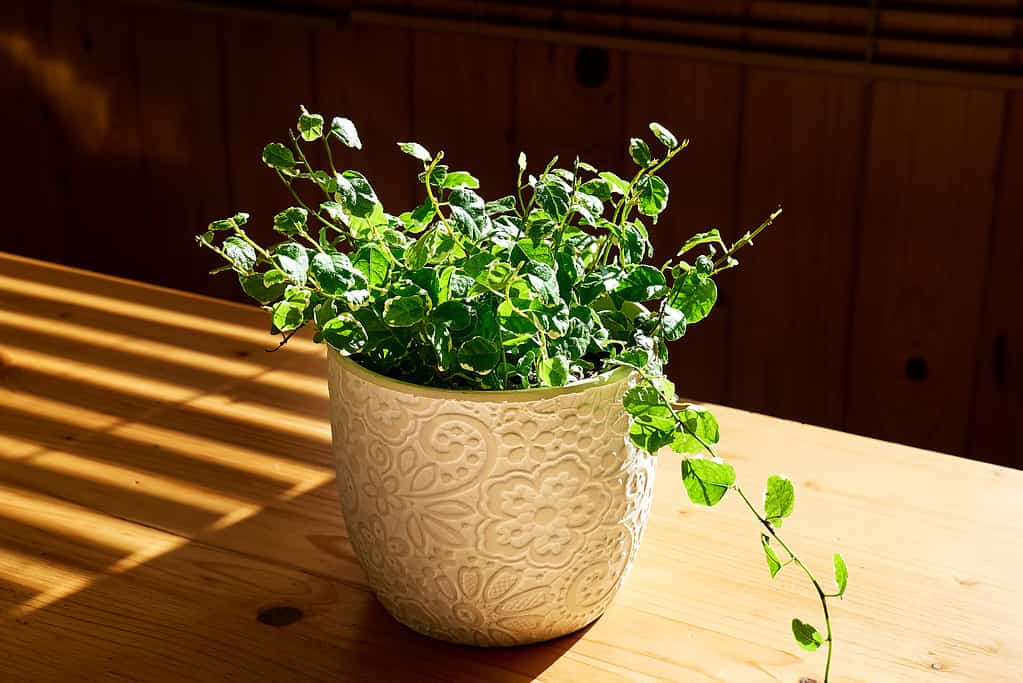 The 22 Best and Most Dynamic Indoor Vining and Climbing Plants - A-Z ...