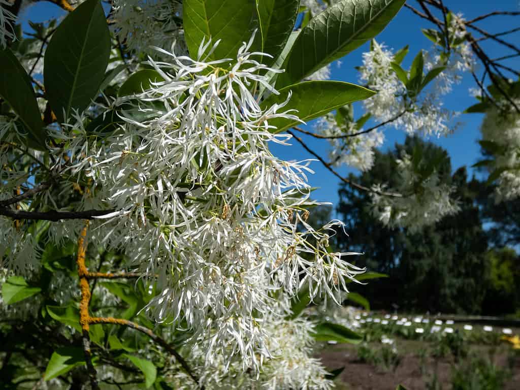 Small tree The White fringetree (Chionanthus virginicus) with richly-scented, pure white flowers in the garden with bright blue sky in the background