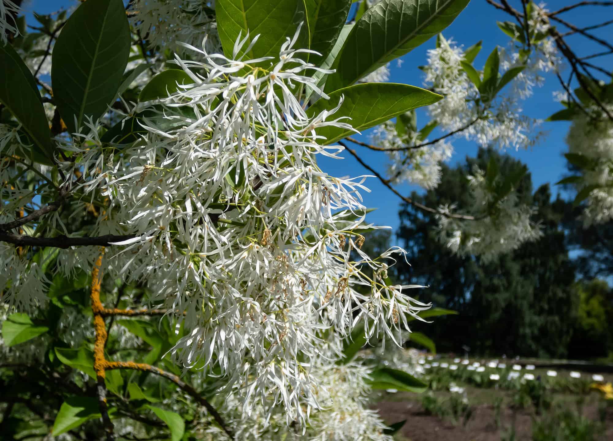 Small tree The White fringetree (Chionanthus virginicus) with richly-scented, pure white flowers in the garden with bright blue sky in the background