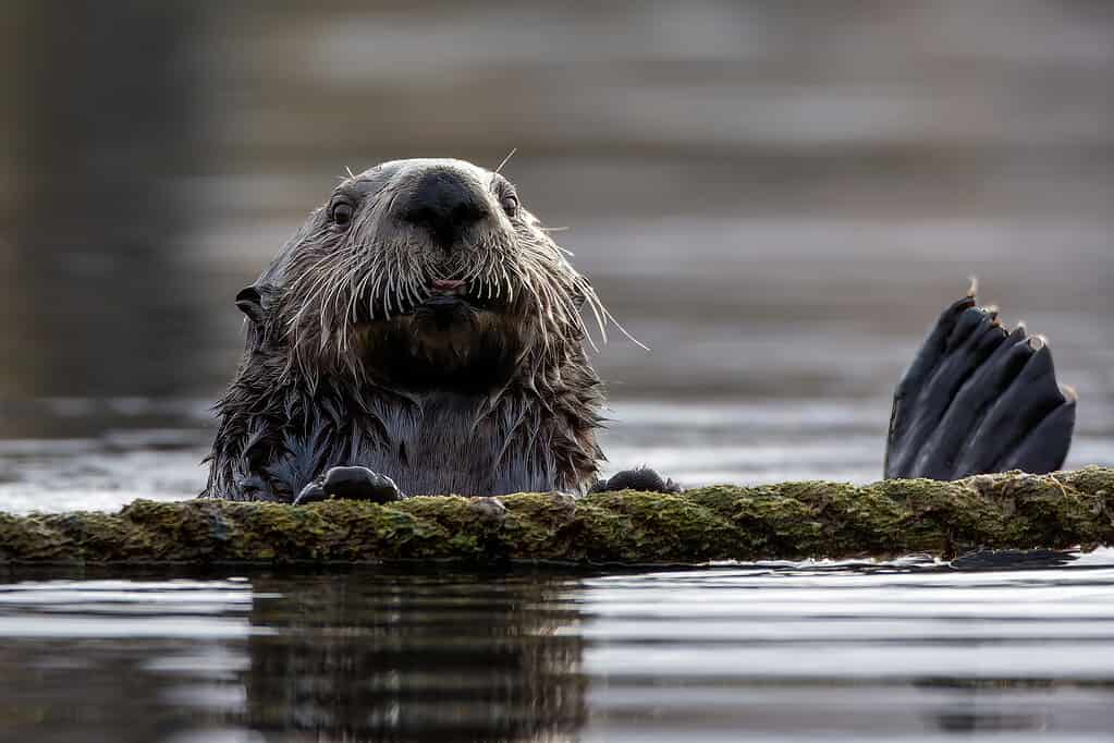 An Alaskan Sea Otter Surfaces the Water to Greet Me