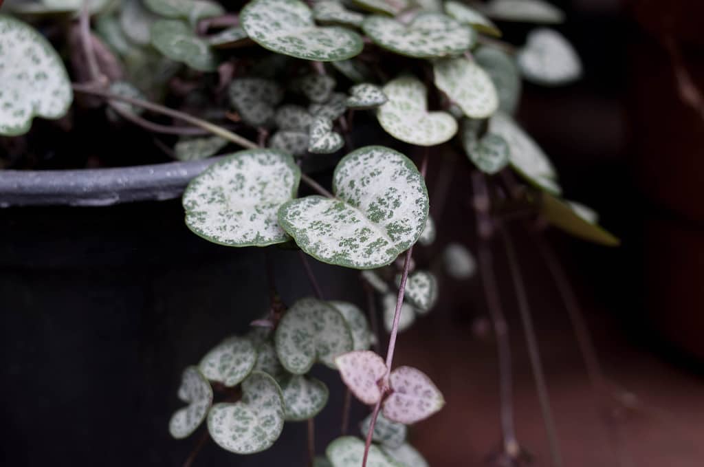 photograph of a ceropegia woodii, which is an easy houseplant to propagate in water. 
