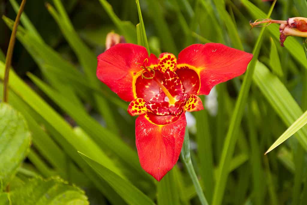 Red Tigridia pavonia, Speciosa. Iridaceae family