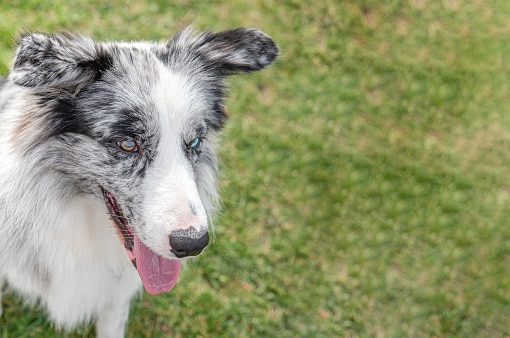 A solid blue merle Australian shepherd is not nearly as common as the bi and tri-colored blue merles. 