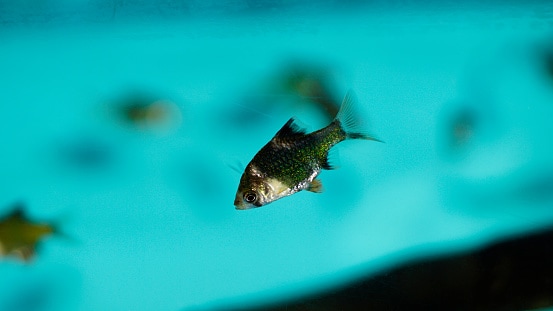 pethia nigrofasciata fish in an aquarium