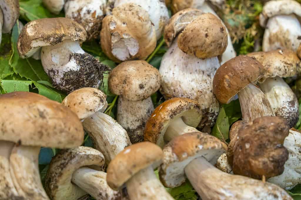 Dirty mushrooms, porcini, clean them