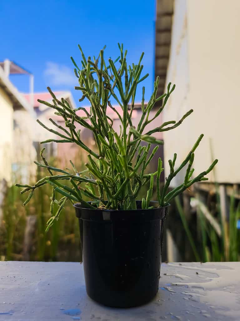 Rhipsalis baccifera