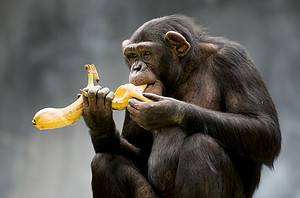 How Smart Are Chimpanzees? Everything We Know About Their Intelligence photo
