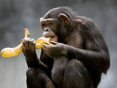 A How Smart Are Chimpanzees? Everything We Know About Their Intelligence