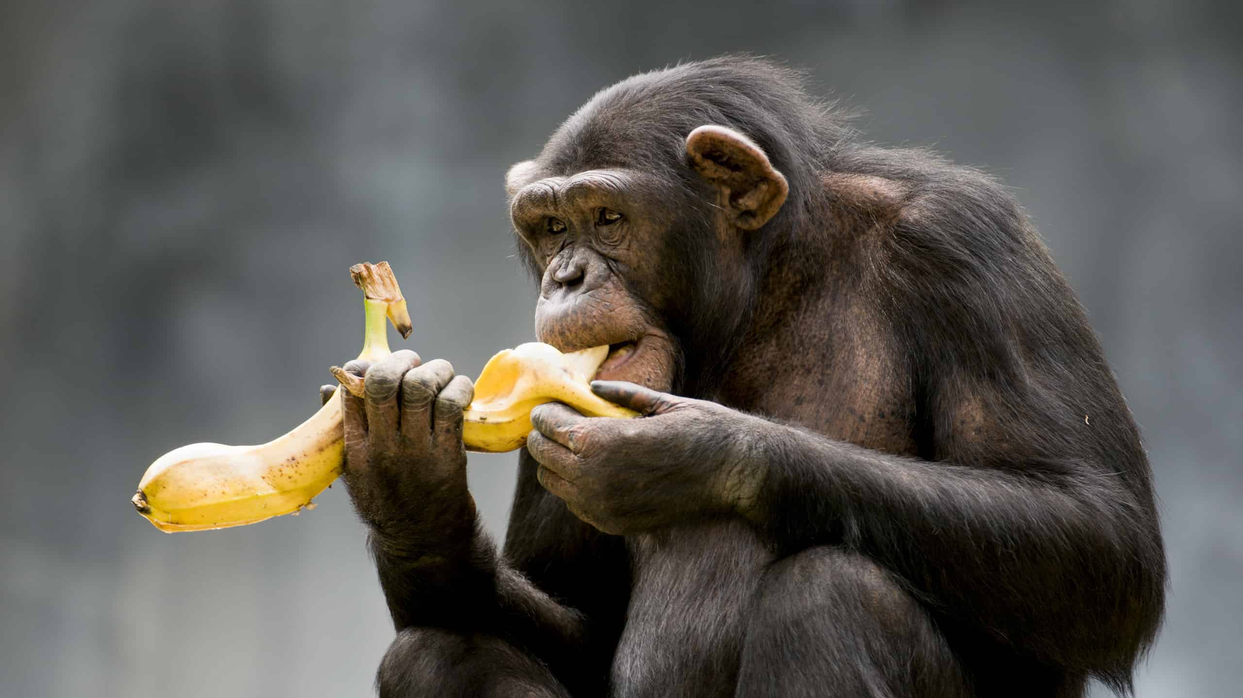 How Smart Are Chimpanzees? Everything We Know About Their Intelligence