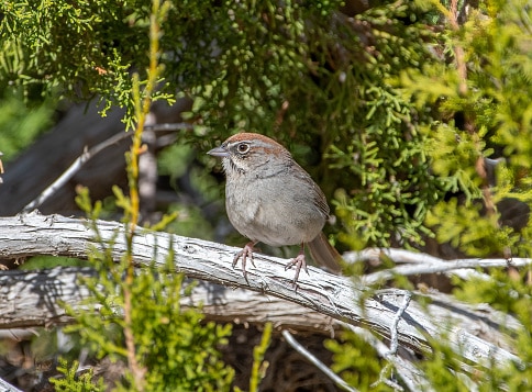 Rufous-crowned Sparrow Perched on a Juniper Branch