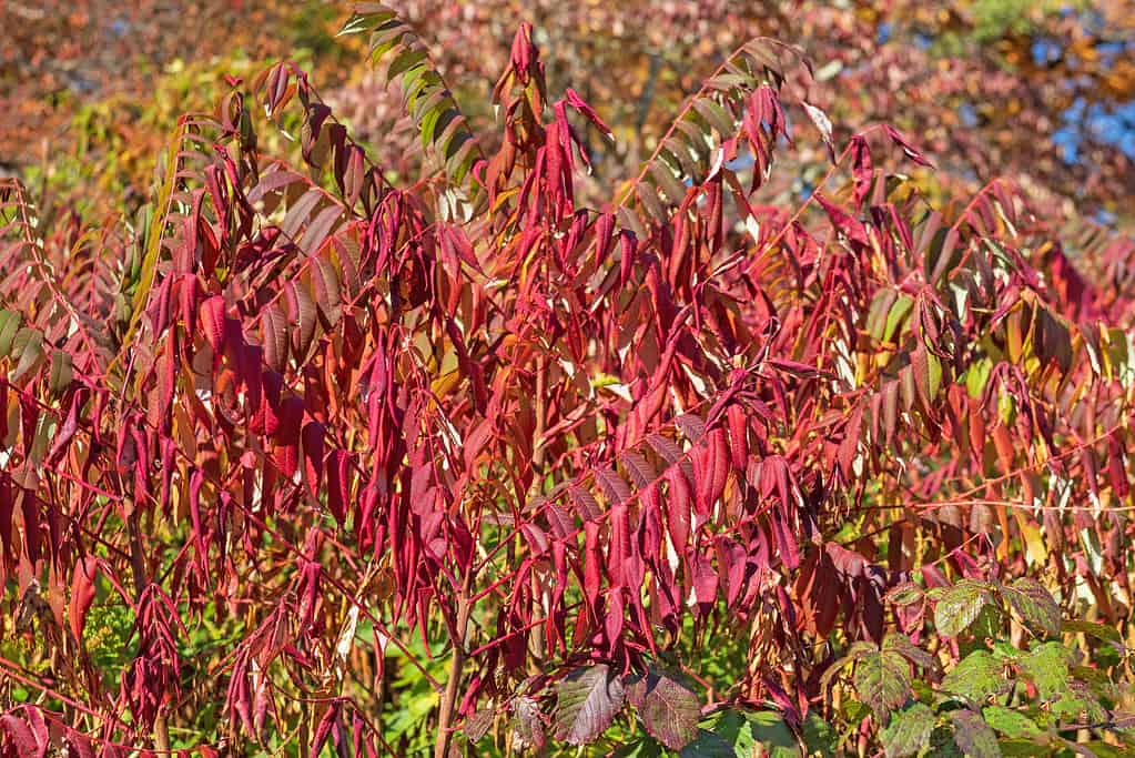 Staghorn Sumac in Bright Red Fall Colors