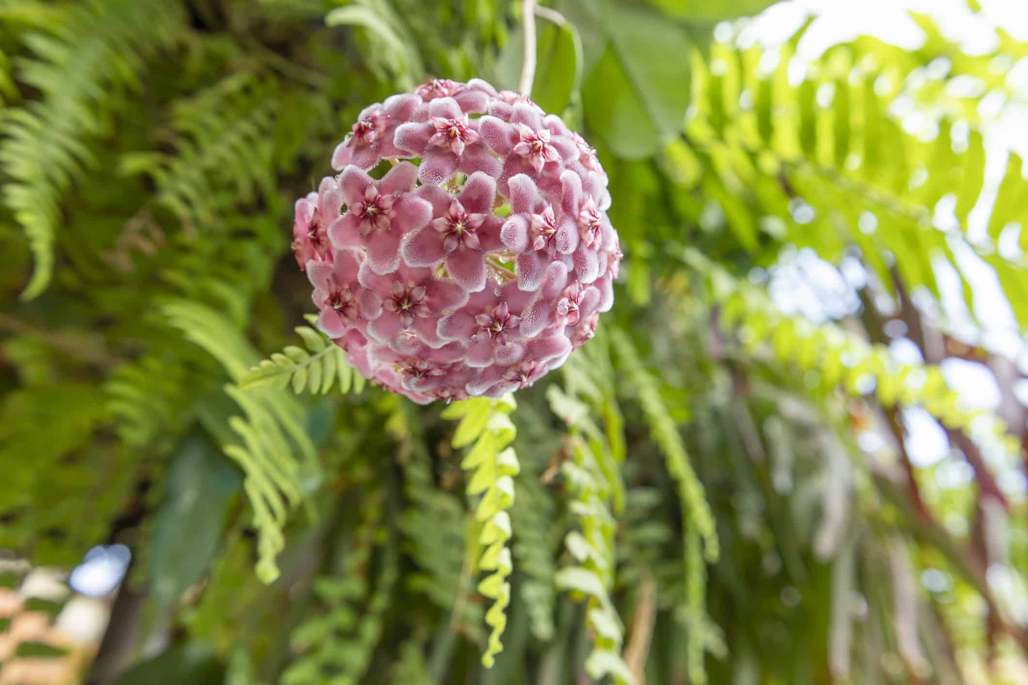 Hoya carnosa flowers. Porcelain flower or wax plant. pink blooming flowers ball