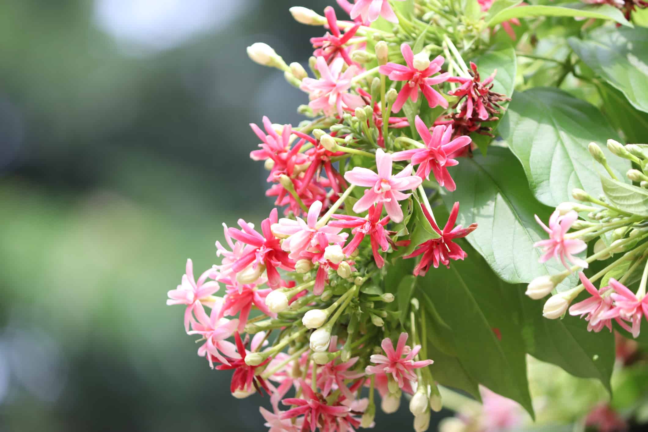 rangoon jasmine, Rangoon jasmine is The trees bend and twist and bloom it is red and pink and rose colors and different types of colors Against the background of green leaves it is beautiful natural flower