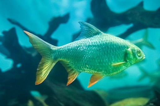 Tinfoil barb fish