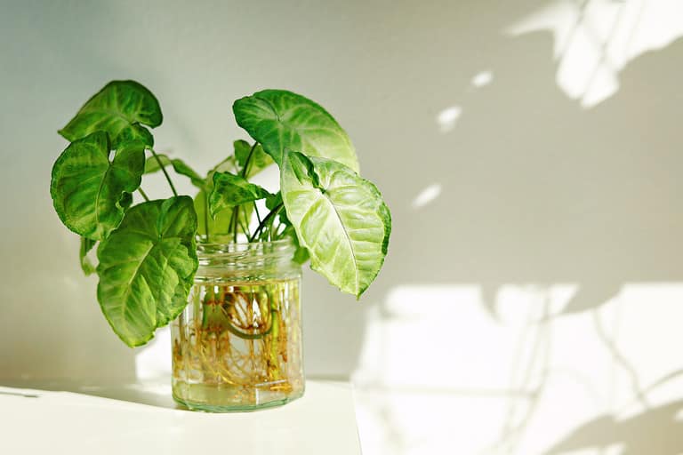 Arrowhead plant for interior home decoration. Water propagation for indoor plants. Indoor Gardening.