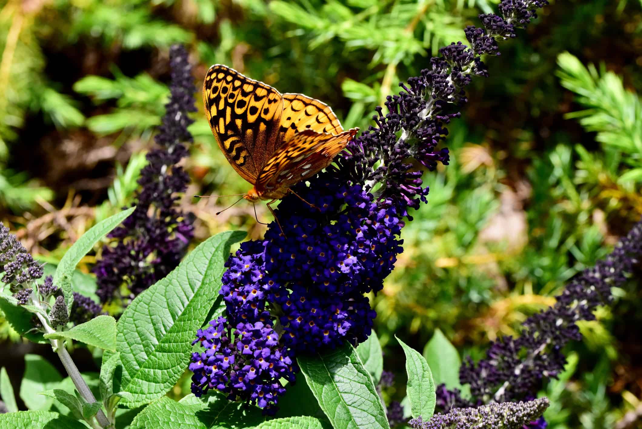 Closeup shot of a great spangled fritillary butterfly on the buddleia pugster blue flower.