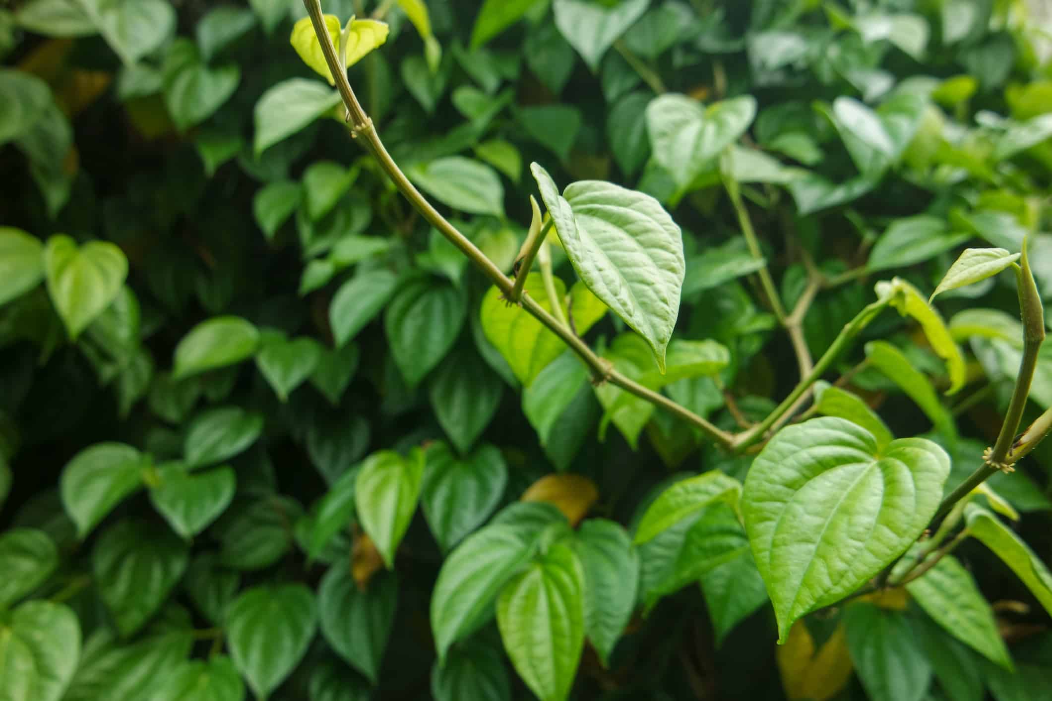 Green Piper betel leaf