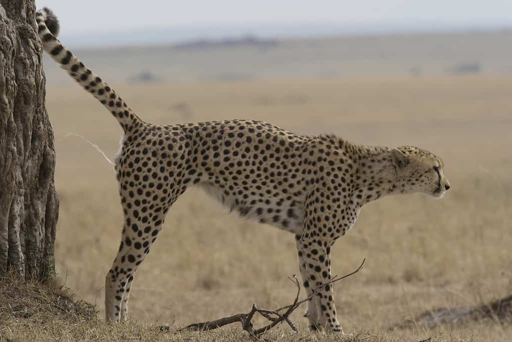 Cheetah Scent marking or spraying in the Masai Mara