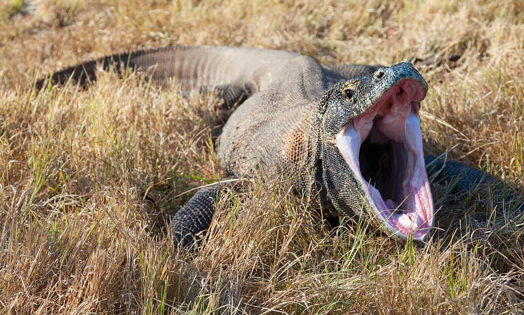 Yawning Komodo Dragon. Rinca island, Indonesia. Canon 5D MkII.