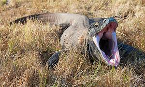 Watch a Komodo Dragon Turn Into a Modern-Day Dinosaur and Guzzle Down a Bird Picture