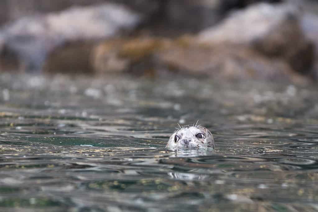 Harbor seal