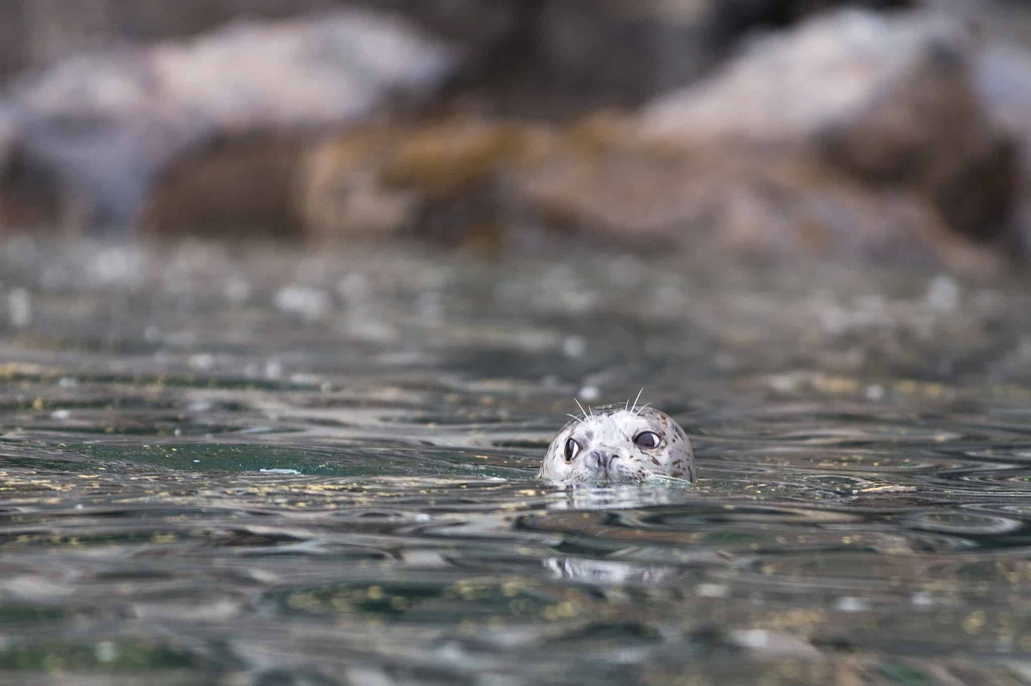 discover-how-long-seals-can-stay-underwater-a-z-animals