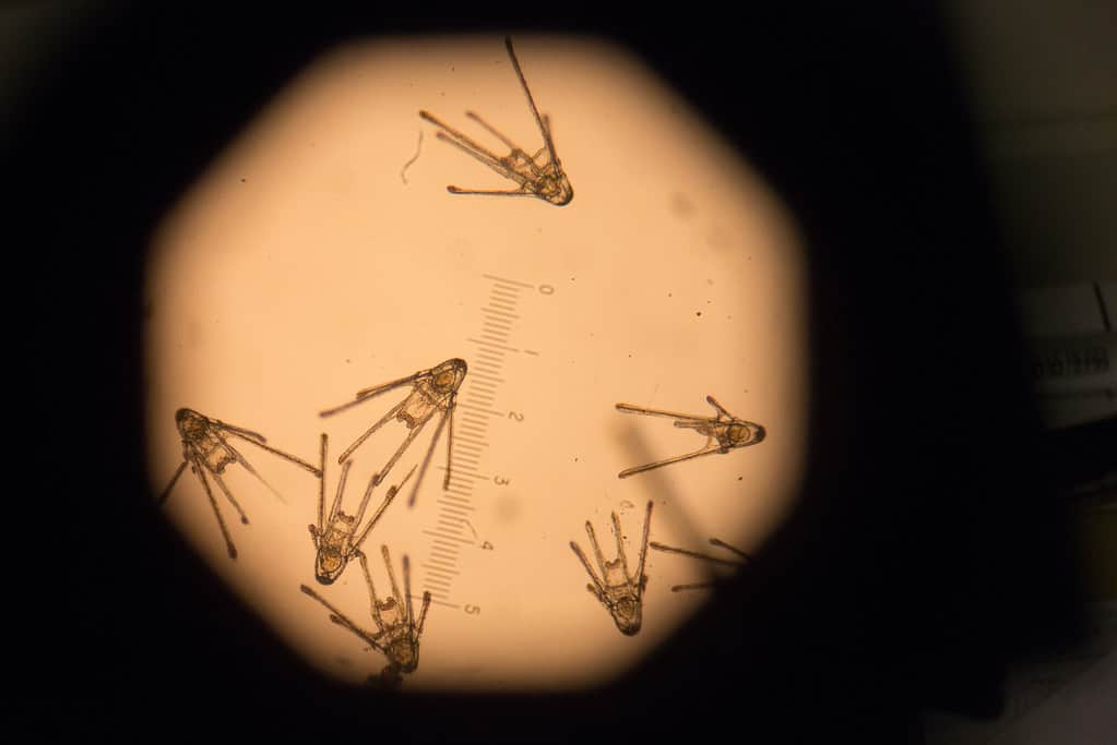 Sand Dollar Larvae