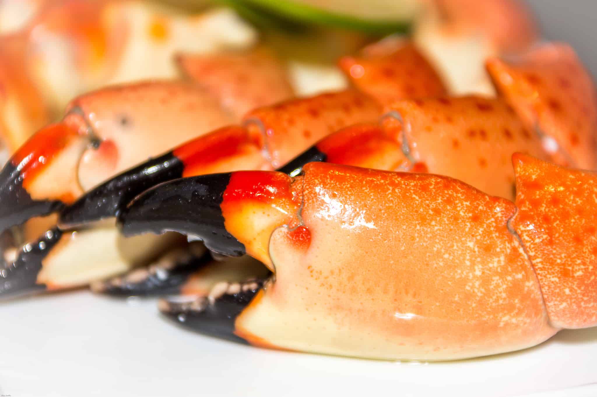 When Is Stone Crab Season in Florida? Timing, Rules, and More! AZ