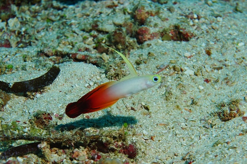 Fire Dartfish hovers over Maldives coral reef