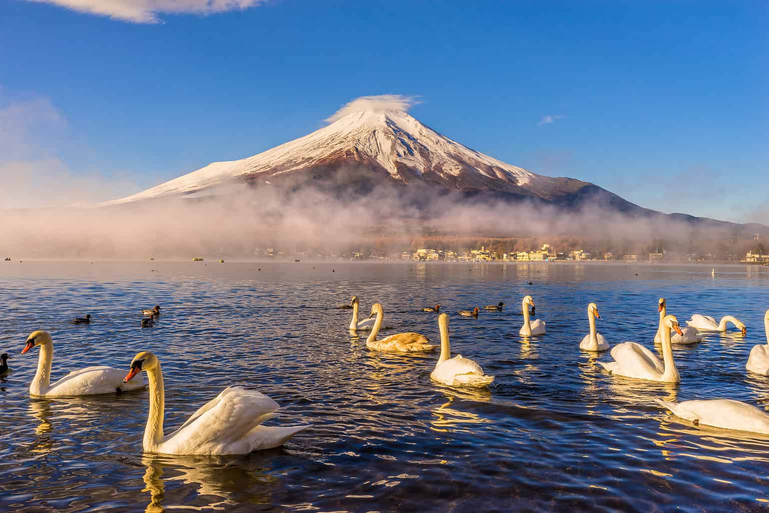 10 Mind Blowing Facts About Mount Fuji A Z Animals