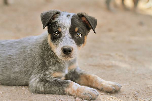 Blue Heeler Prices in 2024: Purchase Cost, Vet Bills, and More! - A-Z ...