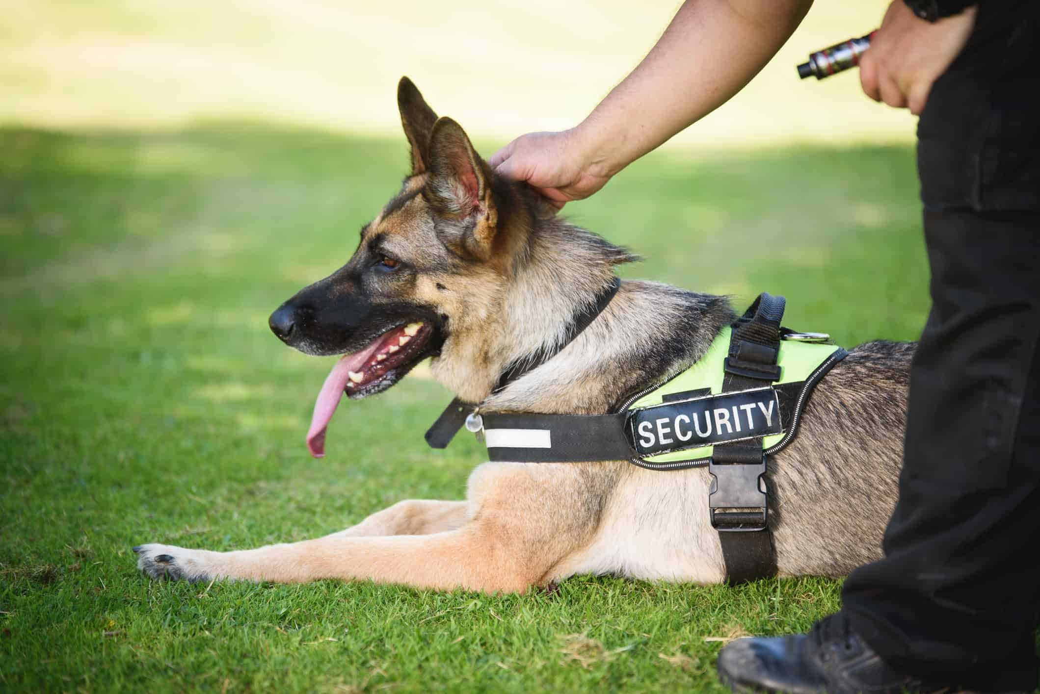 Security Dog and Handler