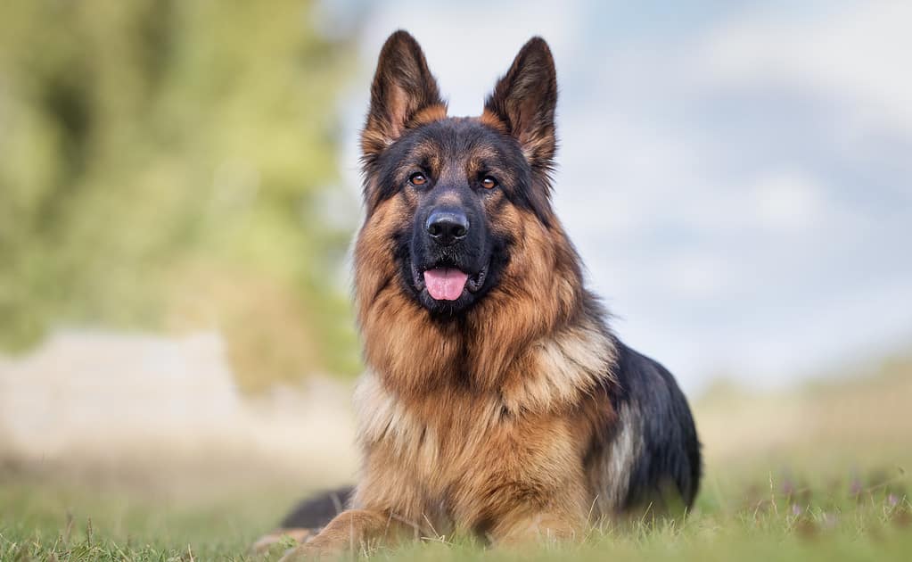 German shepherds: Smart loyal dogs that need constant exercise