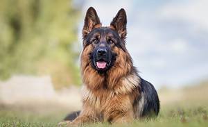 The Top 11 Reasons German Shepherds Are the Perfect Family Dog photo