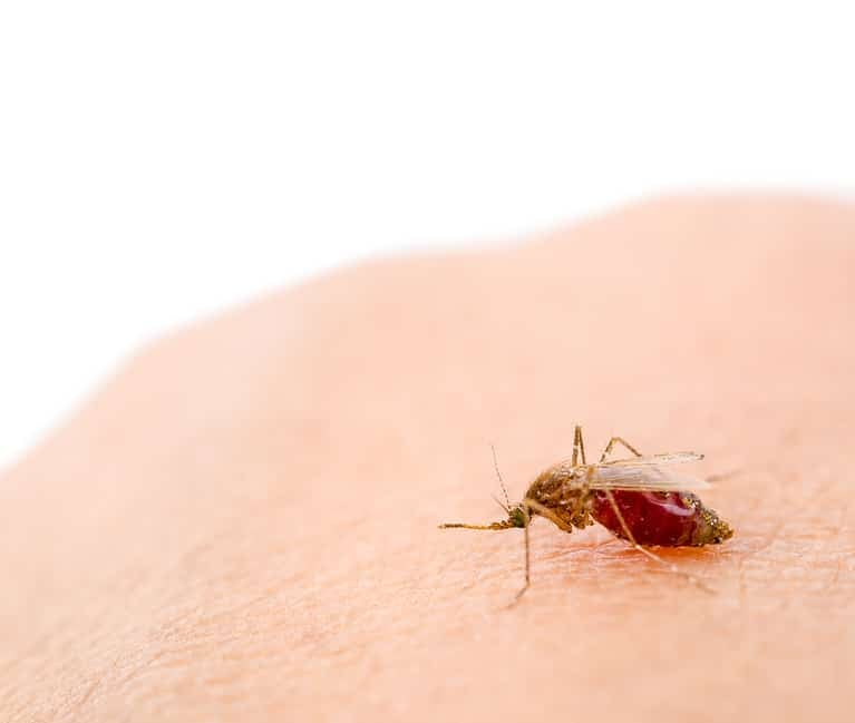 Anopheles mosquito on skins human