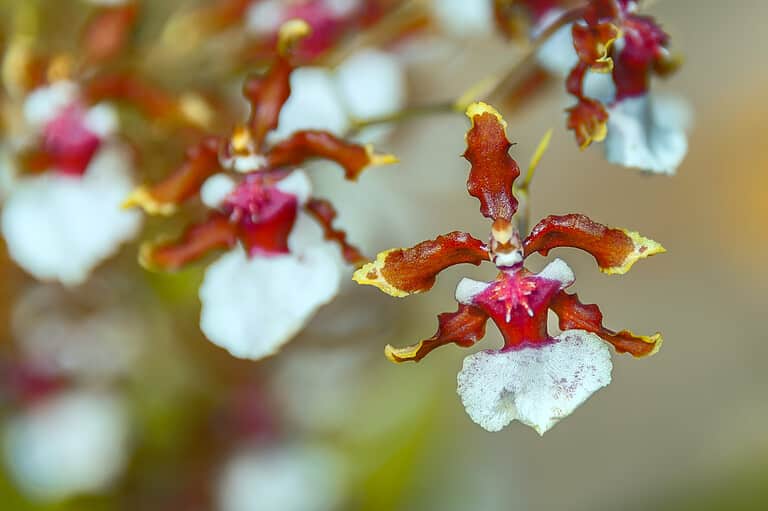 Bizarre Orchid – The Ballerina Orchid.