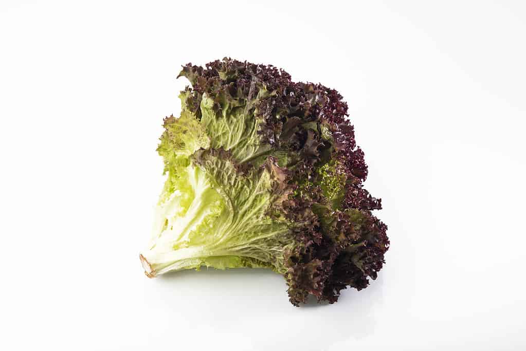 Vegetable: Fresh Red Leaf Lettuce Isolated on White Background