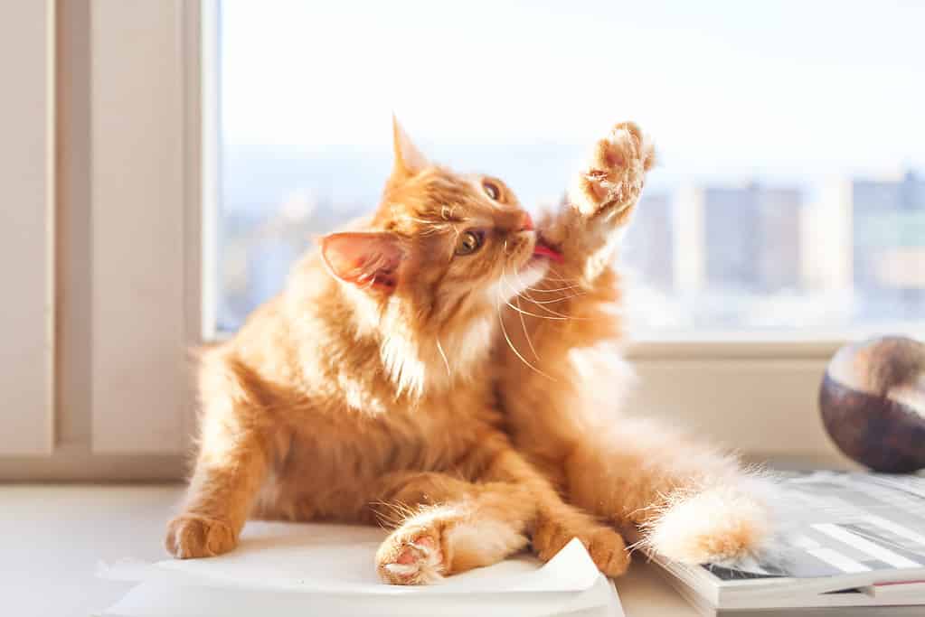 Cute ginger cat is liking itself  on window sill. Fluffy pet is cleaning its fur.