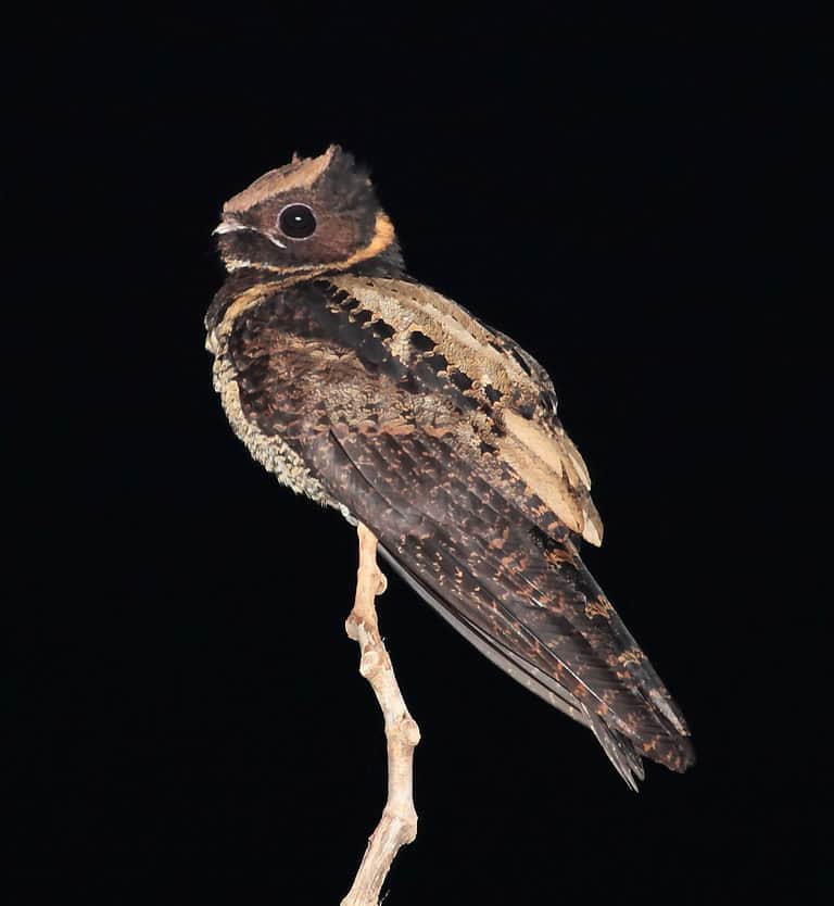Great Eared-Nightjar, Tangkoko, Sulawesi