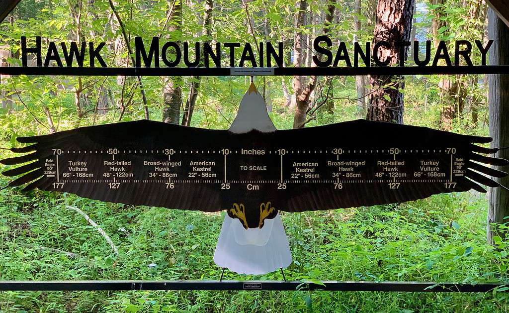 Different wing sizes of raptors - Hawk Mountain Sanctuary PA