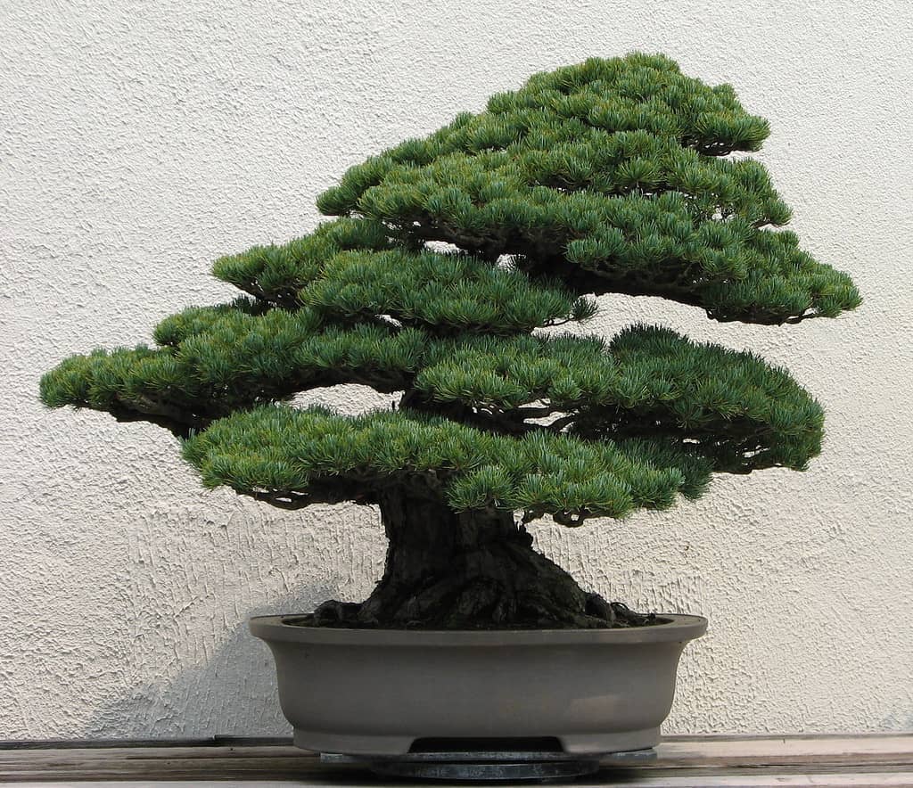 A Japanese White Pine (Pinus parviflora) bonsai on display at the National Bonsai & Penjing Museum at the United States National Arboretum. According to the tree's display placard, the age of this tree is unknown. It was donated by Daizo Iwasaki. This is the "back" of the tree.