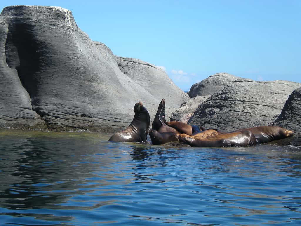 seal lions in the Bahía de Loreto National Park